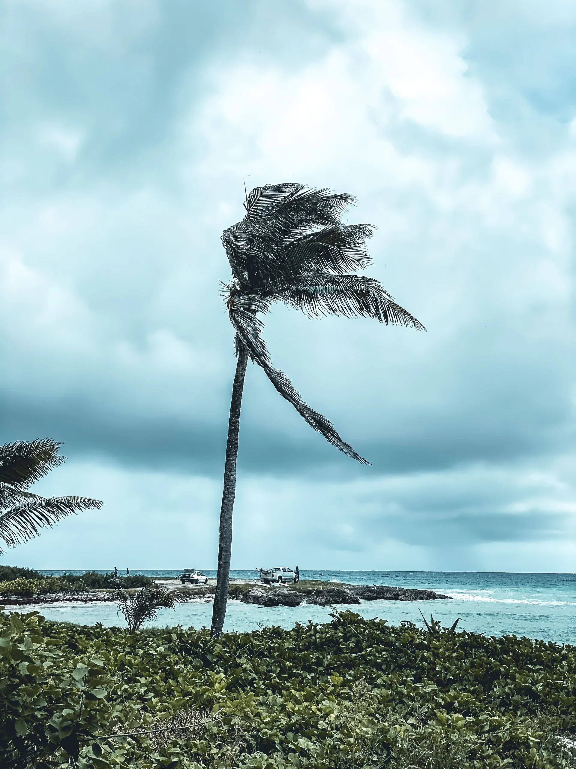 Palm trees swaying in strong wind under an overcast sky by the sea